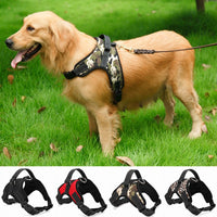 Adjustable Dog Collar